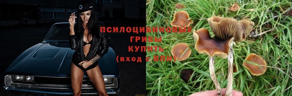 шишки Аркадак